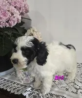 B#2, a female Poodle - Miniature  for sale in Russellville, KY – Photo 1 of 5