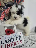 R-#3, a male Miniature Aussiedoodle for sale in Russellville, KY – 4 of 4