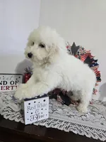 J#1, a female Poodle - Miniature  for sale in Russellville, KY – 4 of 6
