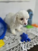 J#2, a male Maltipoo for sale in Russellville, KY – 5 of 6