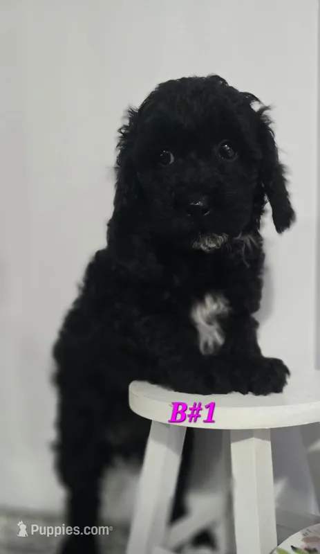 B#1 – Poodle - Miniature  puppy for sale in Russellville, KY