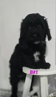 B#1, a female Poodle - Miniature  for sale in Russellville, KY – Photo 1 of 5