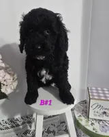 B#1, a female Poodle - Miniature  for sale in Russellville, KY – Photo 4 of 5