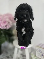 B#1, a female Poodle - Miniature  for sale in Russellville, KY – Photo 3 of 5