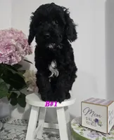 B#1, a female Poodle - Miniature  for sale in Russellville, KY – Photo 5 of 5