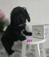 B#1, a female Poodle - Miniature  for sale in Russellville, KY – Photo 2 of 5
