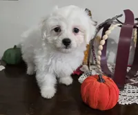 D#1, a male Maltipoo for sale in Russellville, KY – Photo 1 of 7