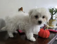 D#1, a male Maltipoo for sale in Russellville, KY – Photo 2 of 7