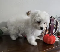 D#1, a male Maltipoo for sale in Russellville, KY – Photo 3 of 7