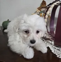 D#1, a male Maltipoo for sale in Russellville, KY – Photo 7 of 7