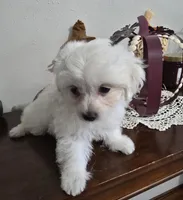 D#1, a male Maltipoo for sale in Russellville, KY – Photo 4 of 7