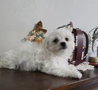 D#1, a male Maltipoo for sale in Russellville, KY – Photo 5 of 7