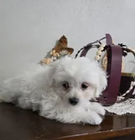D#1, a male Maltipoo for sale in Russellville, KY – Photo 6 of 7