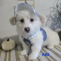 K#2, a male Bichon Frise and Maltipoo for sale in Russellville, KY – 1 of 5