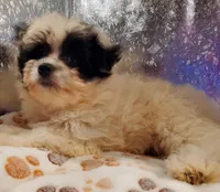 C#1, a female Pomapoo for sale in Russellville, KY – Photo 8 of 10