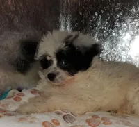 C#1, a female Pomapoo for sale in Russellville, KY – Photo 2 of 10