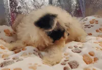 C#1, a female Pomapoo for sale in Russellville, KY – Photo 7 of 10