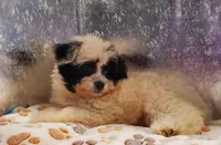 C#1, a female Pomapoo for sale in Russellville, KY – Photo 1 of 10