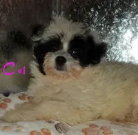 C#1, a female Pomapoo for sale in Russellville, KY – Photo 4 of 10