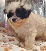 C#1, a female Pomapoo for sale in Russellville, KY – Photo 6 of 10