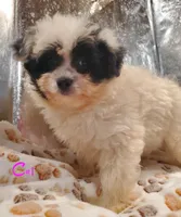 C#1, a female Pomapoo for sale in Russellville, KY – Photo 10 of 10