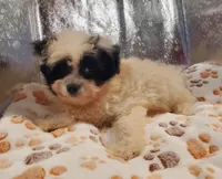 C#1, a female Pomapoo for sale in Russellville, KY – Photo 5 of 10