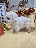 M#1, a female Bichon Frise and Maltese for sale in Russellville, KY – Photo 4 of 6