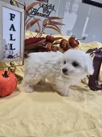 M#1, a female Bichon Frise and Maltese for sale in Russellville, KY – Photo 3 of 6