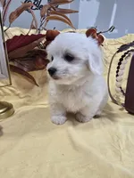 M#1, a female Bichon Frise and Maltese for sale in Russellville, KY – Photo 6 of 6