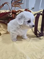 M#1, a female Bichon Frise and Maltese for sale in Russellville, KY – Photo 5 of 6