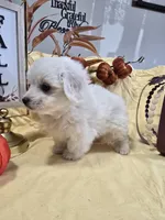 M#1, a female Bichon Frise and Maltese for sale in Russellville, KY – Photo 2 of 6