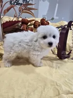 M#1, a female Bichon Frise and Maltese for sale in Russellville, KY – Photo 1 of 6