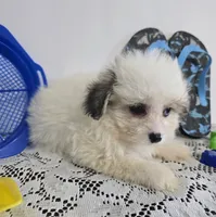 L#2, a male Pomapoo for sale in Russellville, KY – 4 of 5