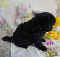 P#6, a female Pomapoo for sale in Russellville, KY – Photo 4 of 5