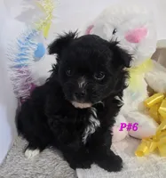 P#6, a female Pomapoo for sale in Russellville, KY – Photo 2 of 5