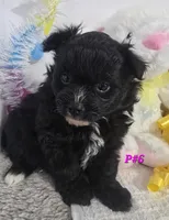 P#6, a female Pomapoo for sale in Russellville, KY – Photo 5 of 5