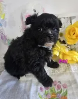 P#6, a female Pomapoo for sale in Russellville, KY – Photo 3 of 5