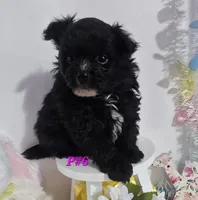 P#6, a female Pomapoo for sale in Russellville, KY – Photo 1 of 5