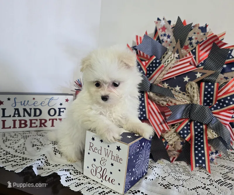 M#1 – Maltipom puppy for sale in Russellville, KY