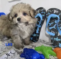 L#3, a male Pomapoo for sale in Russellville, KY – 2 of 5