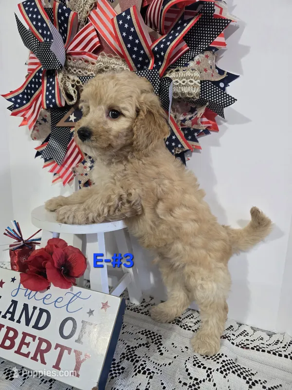 E-#3 – Bichpoo puppy for sale in Russellville, KY