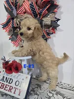 E-#3, a male Bichpoo for sale in Russellville, KY – 1 of 5