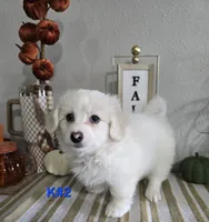 K#2, a male Bichon Frise and Maltipoo for sale in Russellville, KY – 5 of 5