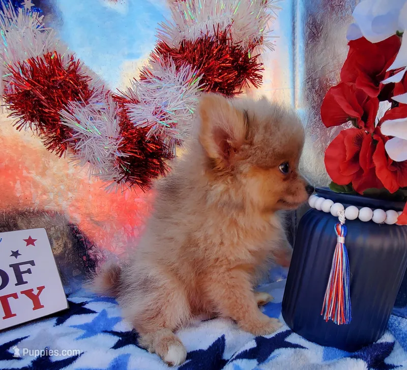 S#3, a male Pomeranian for sale in Russellville, KY – Photo 1 of 4