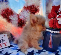 S#3, a male Pomeranian for sale in Russellville, KY – Photo 1 of 4