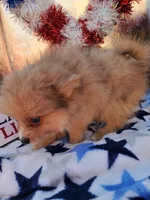 S#3, a male Pomeranian for sale in Russellville, KY – Photo 4 of 4