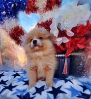 S#3, a male Pomeranian for sale in Russellville, KY – Photo 2 of 4