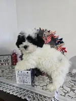 J#2, a female Poodle - Miniature  for sale in Russellville, KY – 5 of 7