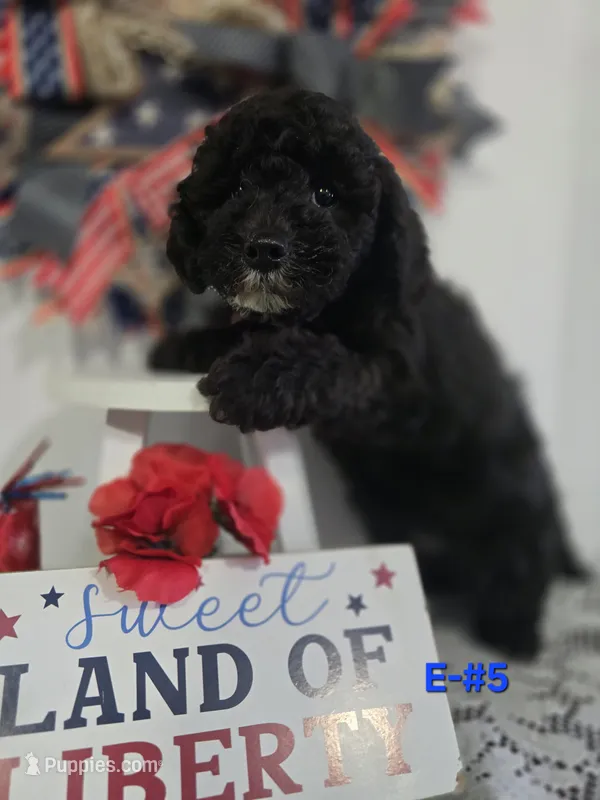 E-#5 – Bichpoo puppy for sale in Russellville, KY