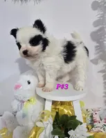 P#3, a female Pomapoo for sale in Russellville, KY – Photo 3 of 5